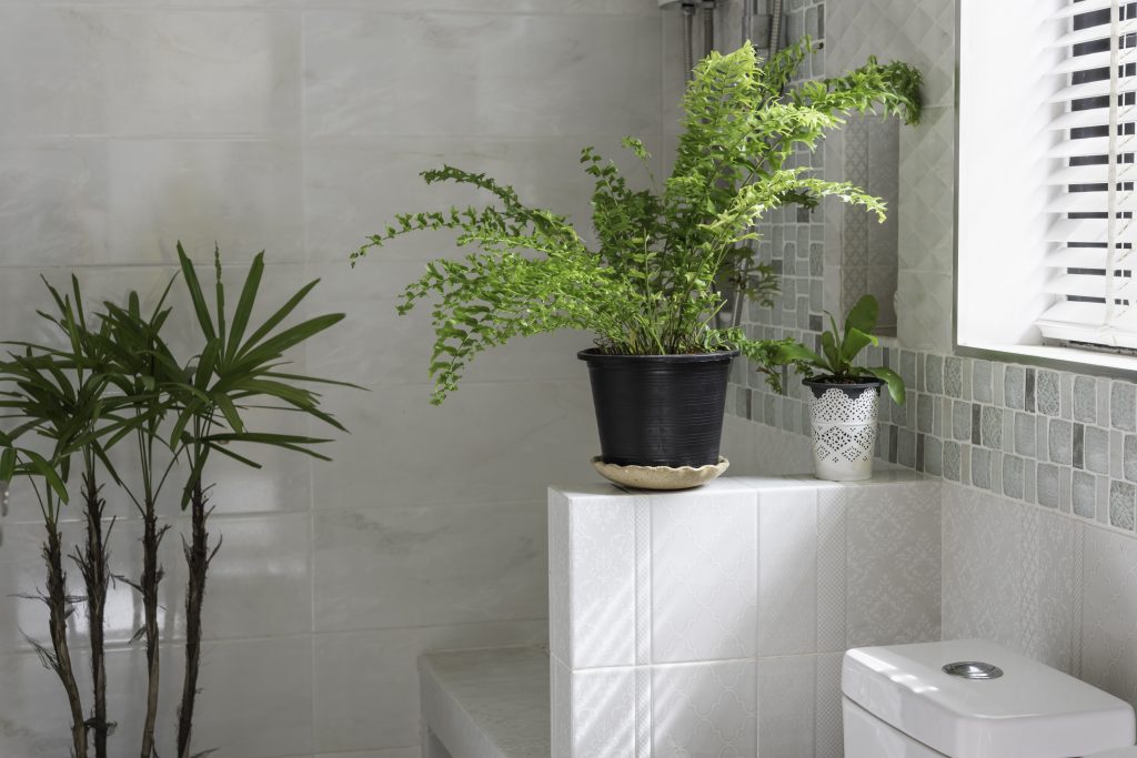 Fresh green fern plant decoration in modern restroom or bathroom with venentian bathroom blinds