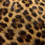 Close up leopard fur background for inspiration on bespoke blinds