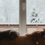 Cold winter home cats by window
