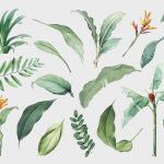 Hand drawn tropical plant parts set on a white background vector